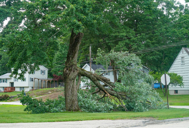 Trusted West Park, NJ Tree Removal Experts