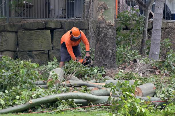 Best Tree Risk Assessment  in West Park, NJ