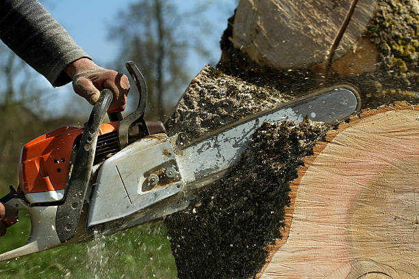 Best Emergency Tree Removal  in West Park, NJ